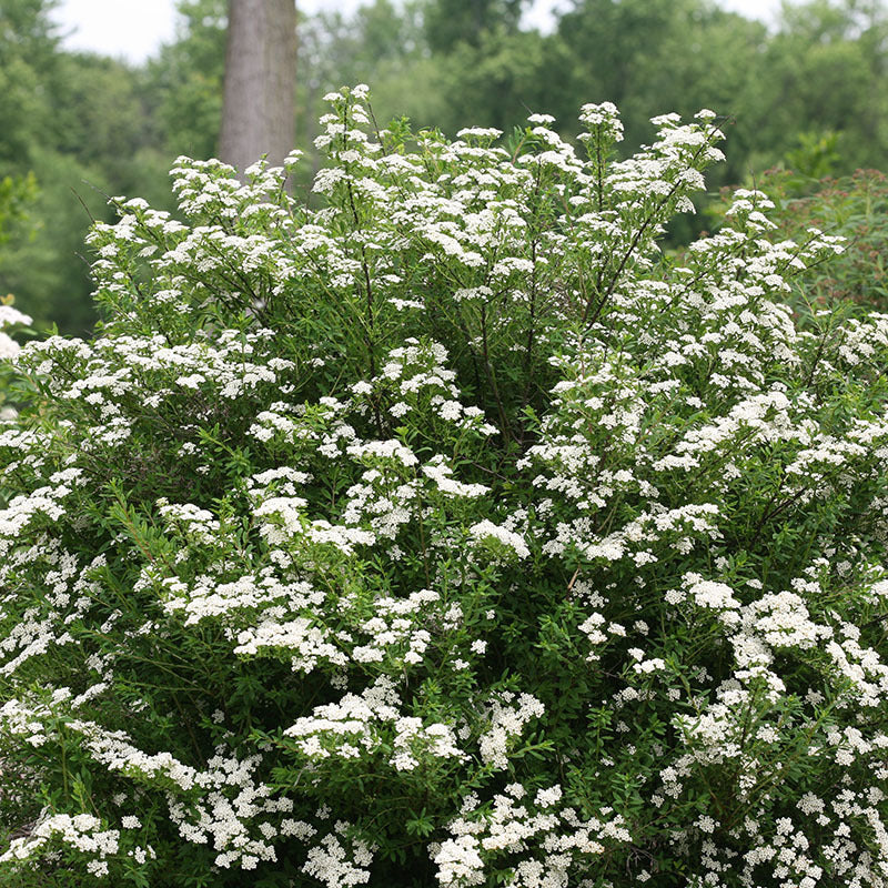 Couronne de mariée en spirée, une haie basse à longue floraison