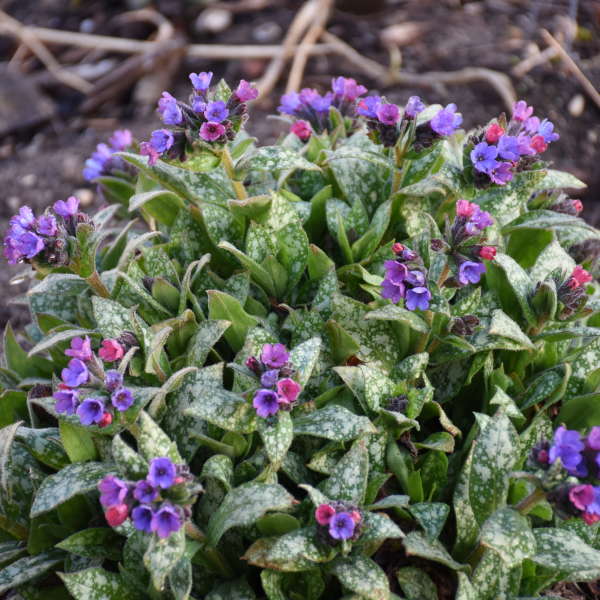 Spot On Lungwort with cobalt blue flowers and silver speckled foliage. 