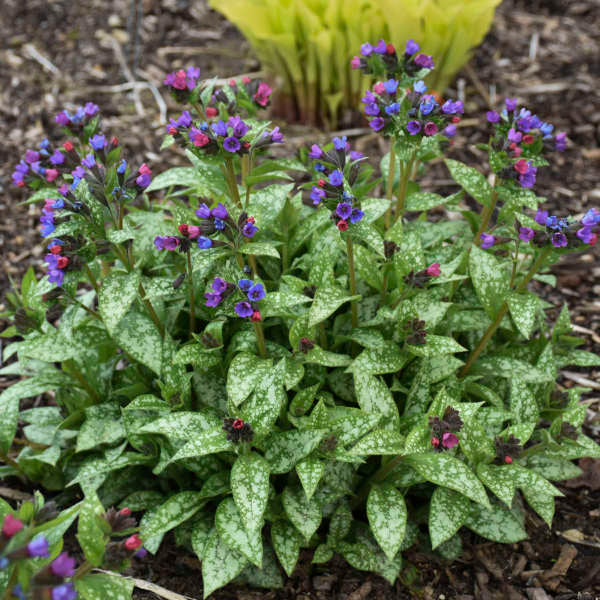 Spot On Lungwort with blue flowers and silver speckled foliage in a garden. 