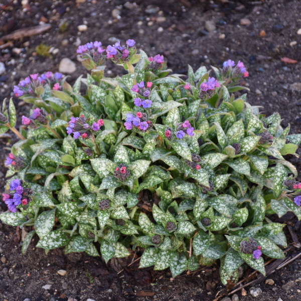 Spot On Lungwort in a garden. 