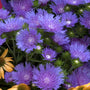 Close-up of the jewel-toned blue blooms of Peachie's Pick Stoke's Aster. 