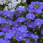 Peachie's Pick Stoke's Aster with brilliant jewel-toned blue blooms. 