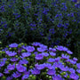 Peachie's Pick Stoke's Aster with blue blooms in a garden. 
