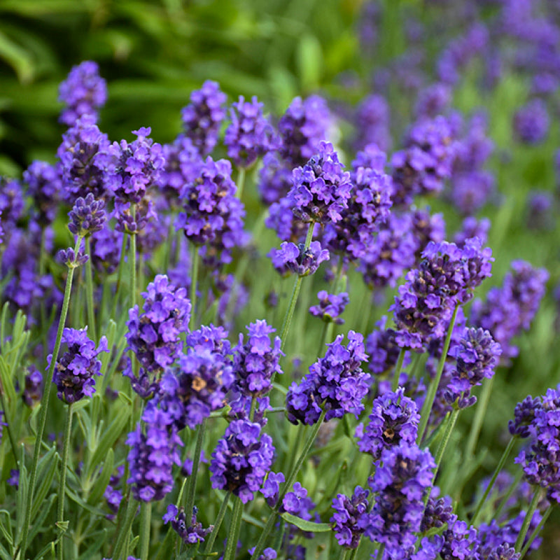 Sweet Romance Lavender is ideal for perennial garden or herb garden