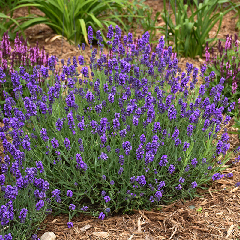 Sweet Romance Lavender is a compact variety from proven winners