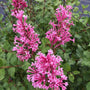 Lilas remontant Bloomerang Dwarf Pink à fleurs rose pur. 