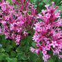 Gros plan sur des fleurs de lilas remontant Bloomerang Dwarf Pink d'un rose pur. 