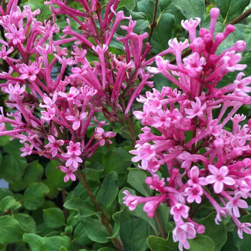 Gros plan sur des fleurs de lilas remontant Bloomerang Dwarf Pink d'un rose pur. 