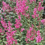 Bloomerang Dwarf Lilas remontant rose à fleurs roses et au beau feuillage vert. 