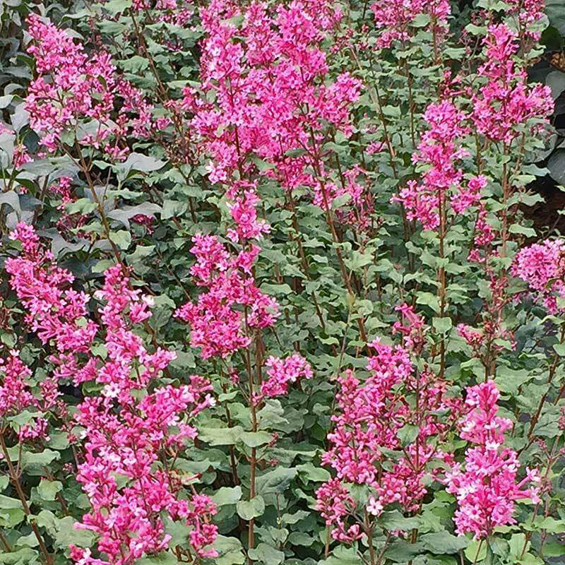 Bloomerang Dwarf Lilas remontant rose à fleurs roses et au beau feuillage vert. 