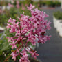 Gros plan sur des fleurs de lilas remontant Bloomerang Dwarf Pink parsemées de gouttes d'eau. 