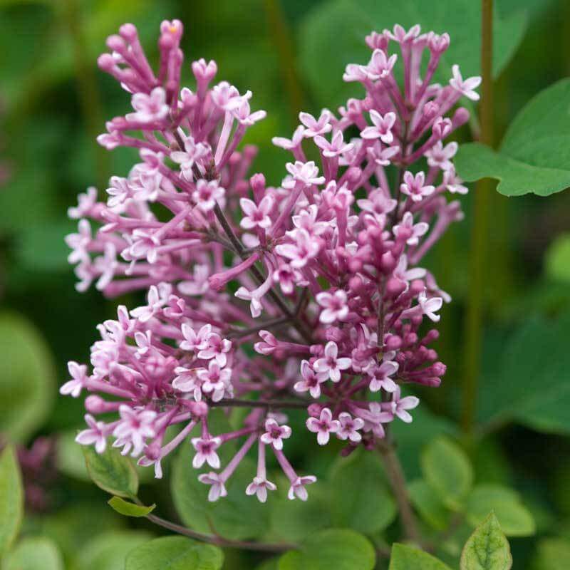 Gros plan sur des fleurs de lilas remontant Bloomerang Dwarf Pink. 