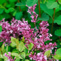 Lilas remontant Bloomerang Dwarf Pink, aux fleurs rose pur et au feuillage vert vif. 