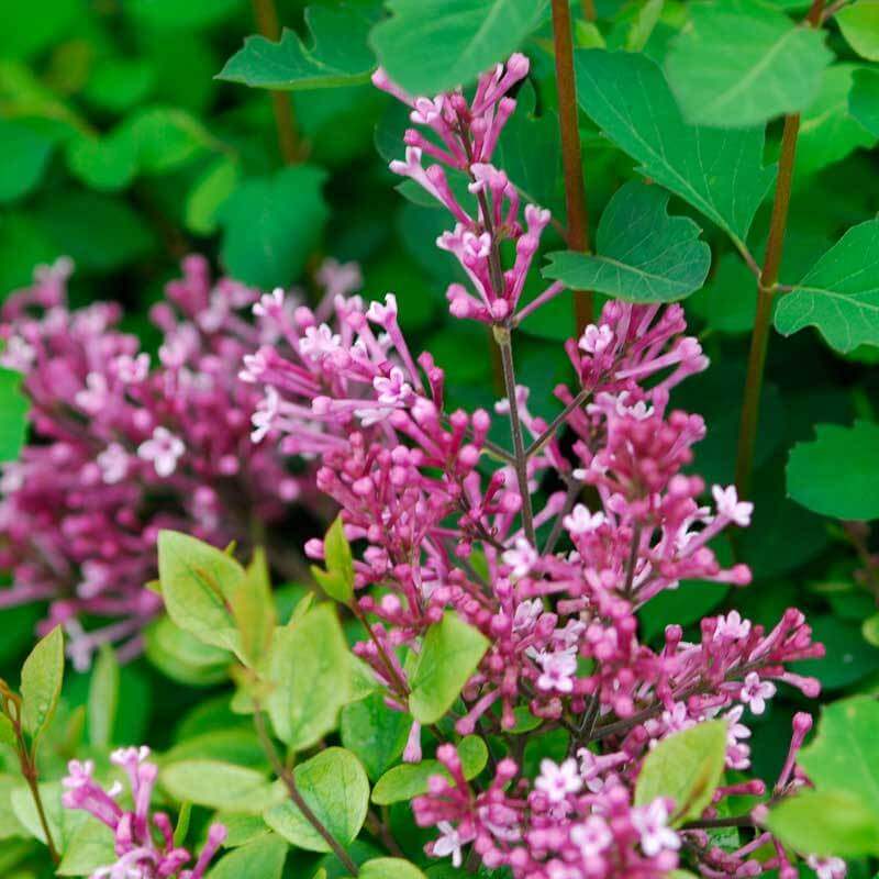 Lilas remontant Bloomerang Dwarf Pink, aux fleurs rose pur et au feuillage vert vif. 