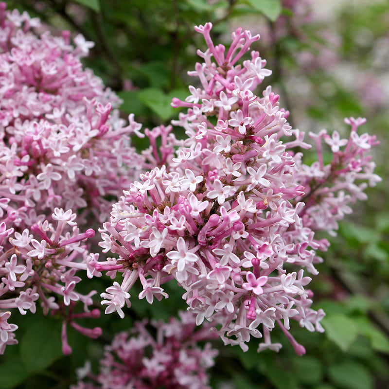 Scent and Sensibility Pink Lilac has pink blooms with an intoxicating fragrance