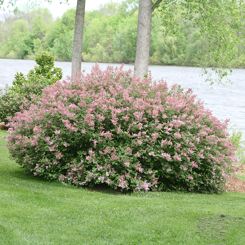 Scent and Sensibility Pink Lilac grows wider than tall that is hardy and deer resistant