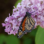 Scentara Pura Lilac attracts pollinators