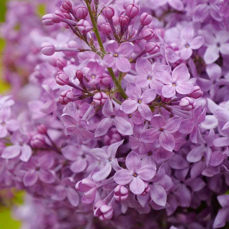 Scentara Pura Lilac has big purple flowers to bloom