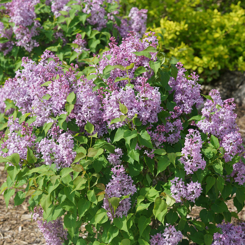 Scentara Pura Lilac is perfect for flowering hedges