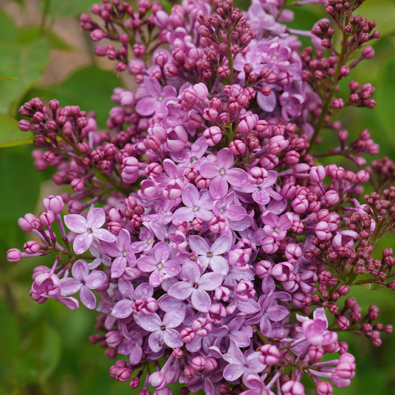 Scentara Pura Lilac has large blooms that have a powerful fragrance