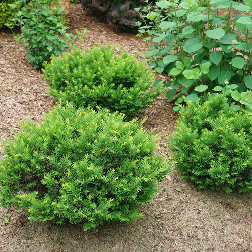 taxus yew shrub Stonehenge Dark Druid Yew (Taxus)