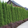 A wall of Emerald Green Arborvitae lining a pathway. 