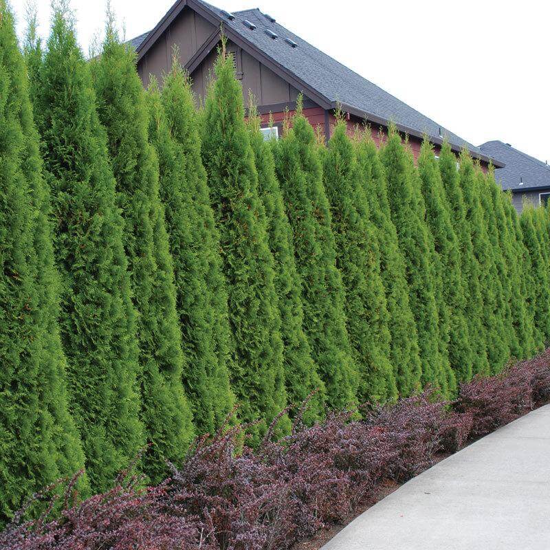 A wall of Emerald Green Arborvitae lining a pathway. 