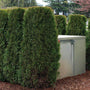 Emerald Green Arborvitae creating a privacy screen around a metal utilities box. 