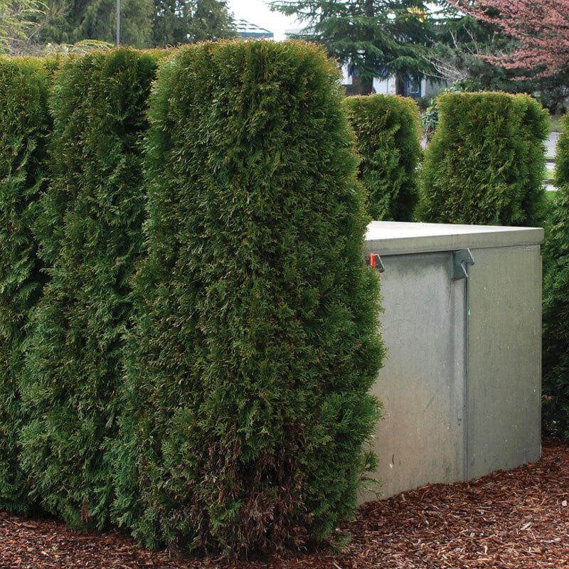 Emerald Green Arborvitae creating a privacy screen around a metal utilities box. 