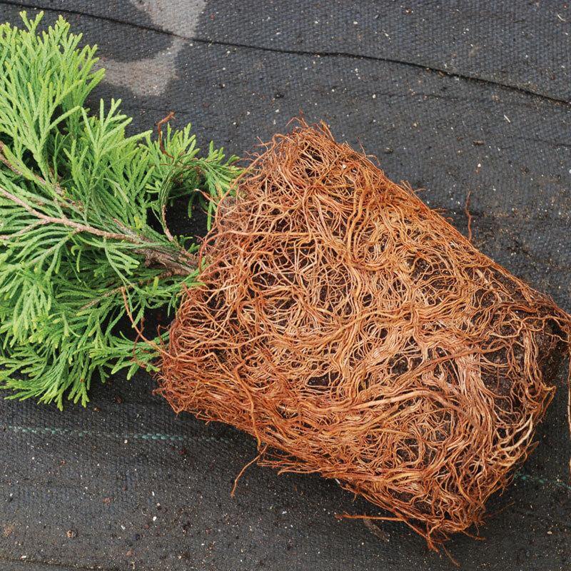 Close-up of the roots of Emerald Green Arborvitae in a greenhouse. 
