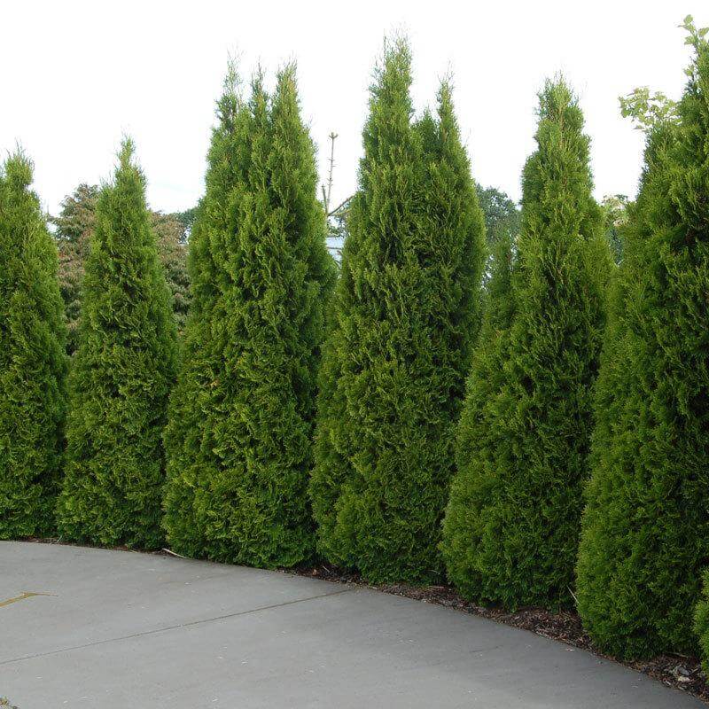 Emerald green Arborvitae creating a wall along a pathway. 