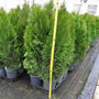 A batch of Emerald Green Arborvitae in a greenhouse with a tape measure to show the size.  