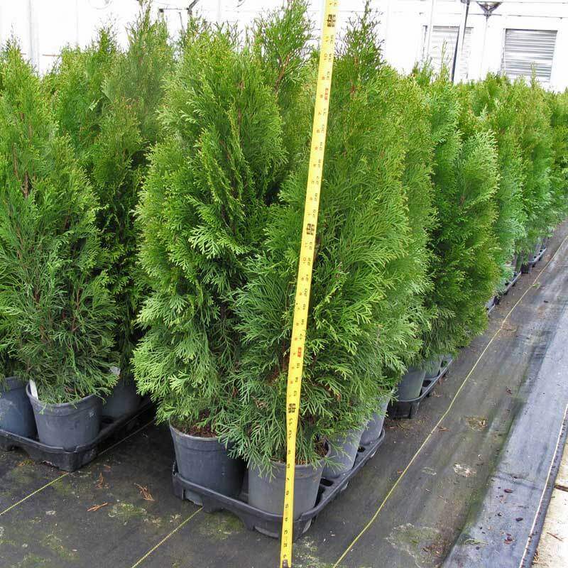 A batch of Emerald Green Arborvitae in a greenhouse with a tape measure to show the size.  