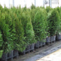 A batch of Emerald Green Arborvitae in a greenhouse. 