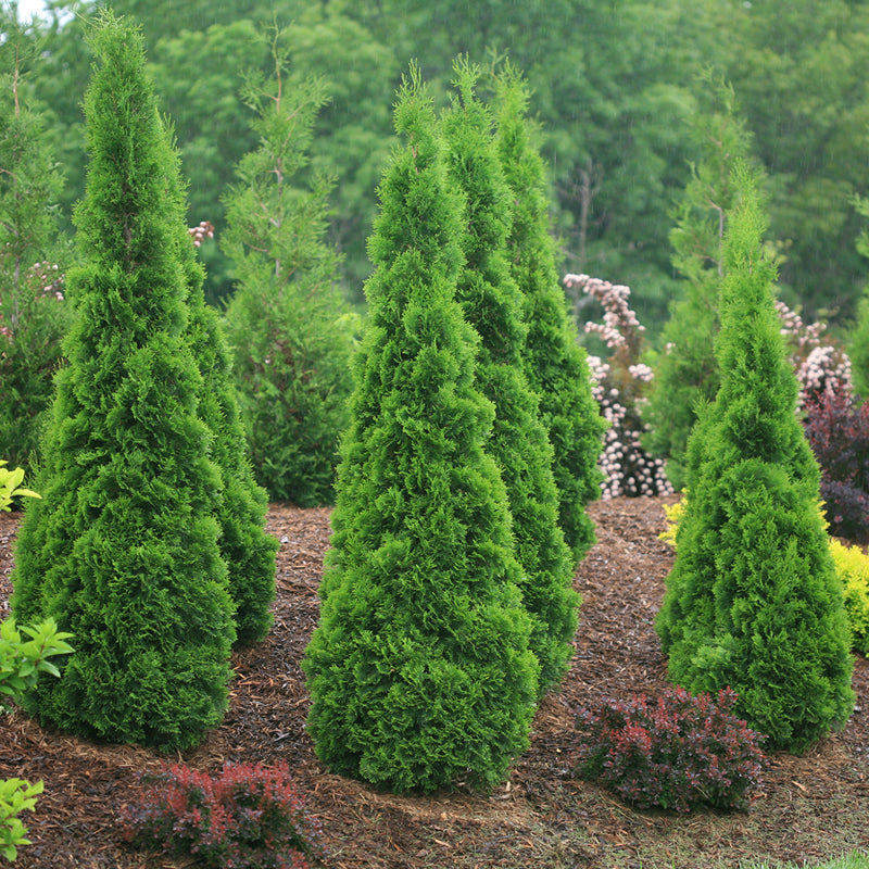 North Pole® Arborvitae is a native evergreen with hard fragrant foliage.