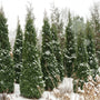 North Pole® Arborvitae naturally grows as dense narrow column.
