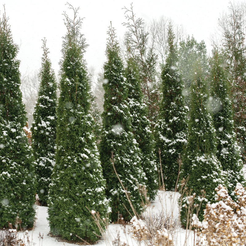 North Pole® Arborvitae naturally grows as dense narrow column.