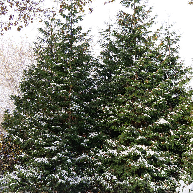 Spring Grove Western Arborvitae is more cold tolerant than other Western arborvitae