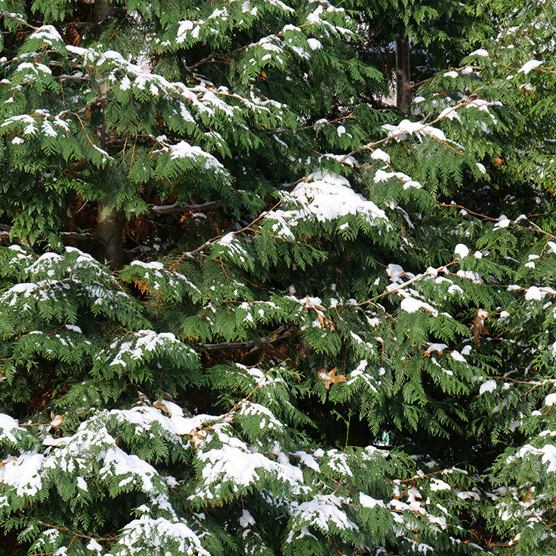 Spring Grove Western Arborvitae is ideal for hedging in larger areas and yards