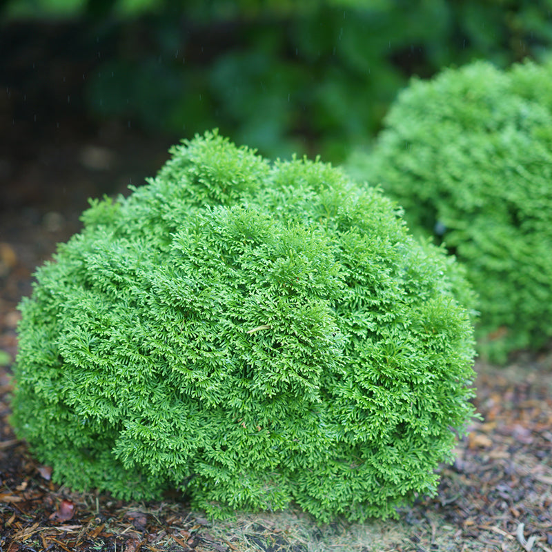 Proven Winners Tater Tot Arborvitae