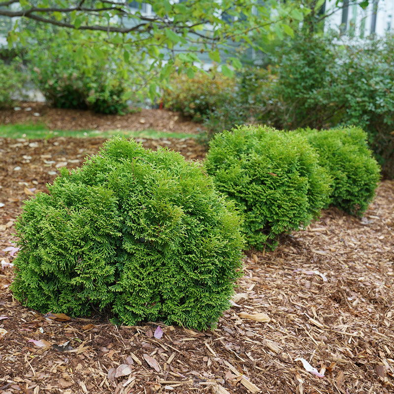 Tater Tot Arborvitae is part of a dwarf conifer collection