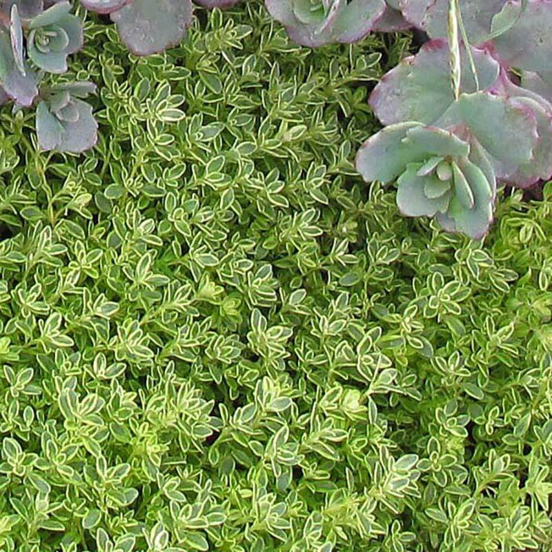 Close up of the striking variegated foliage of the Archers Gold Thyme 