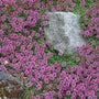 Thymus coccineus is perfect around stepping stones and over rock walls