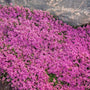 Red Creeping Thyme has thousands of dark pink flowers in early summer