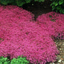Red Creeping Thyme is a fragrant and fast growing ground cover for sun