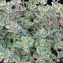 Silver Thyme has tiny silver edged and is lemon scented leaves