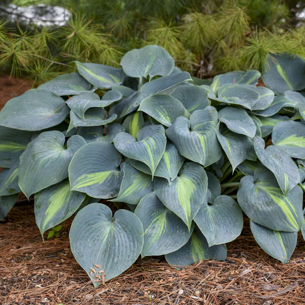 Great Garden Plants Touch of Class Hosta
