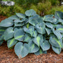 Touch of Class Hosta with thick blue leaves with chartreuse centers. 