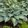 Touch of Class Hostas with blue and chartreuse foliage in a garden. 