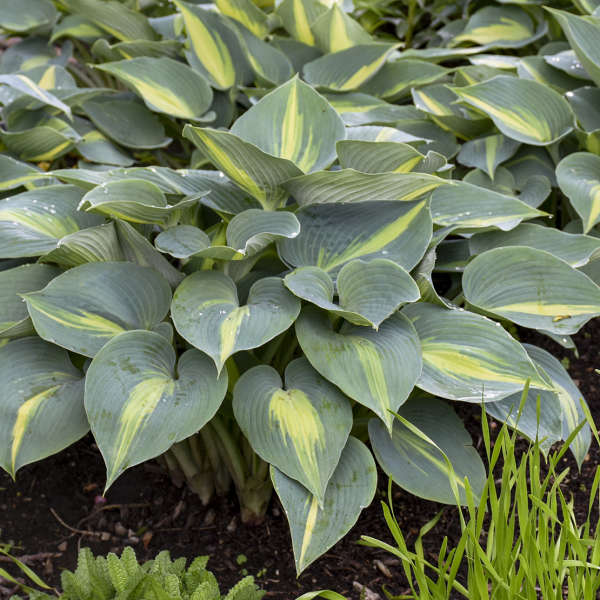 Touch of Class Hostas with blue and chartreuse foliage in a garden. 